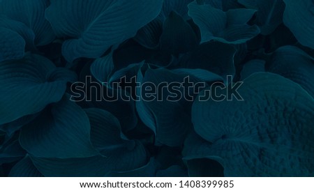 Green leaves of blue cadet plant. Horizontal composition. Background image for landing page design