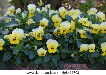 yellow pansy field in spring
