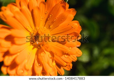 close up of an orange flower with drops of water in the sun