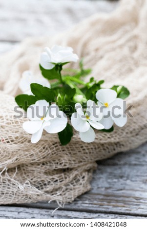 beautiful bouquet of white pansies, selective focus
