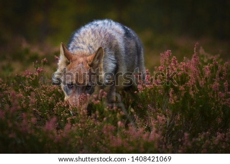 Eurasian wolf walking through forest flowers. 