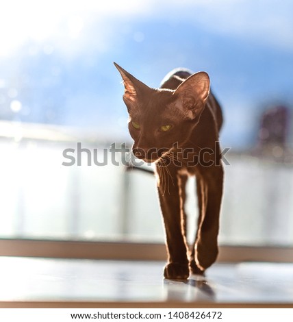 Oriental brown cat walks on the floor