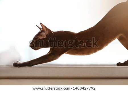 The cat is preparing to jump