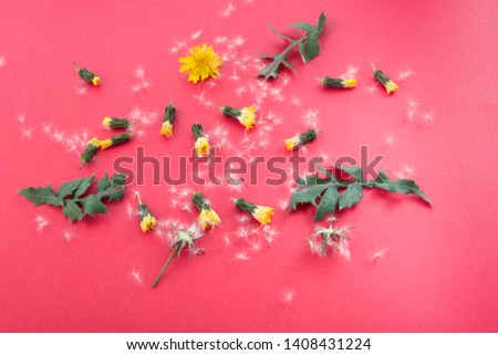 A dandelion parachute ball between other two yellow dandelion flowers. Beautiful dandelion background in white and yellow colors as colorful floral composition.