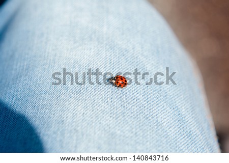 Ladybug landing on a piece of jeans cloths