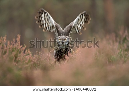 Spotted eagle owl spreading its wings in flowers
