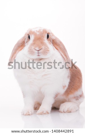 Cute red rabbit on a white background. Studio portrait of a pet with lowered ears.