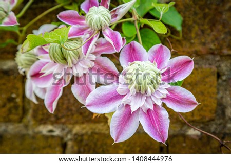 A large pink Clematis Josephine trailing over a garden wall