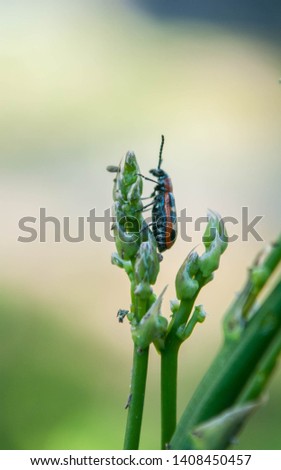 The common asparagus beetle (Crioceris asparagi). Garden pests. 