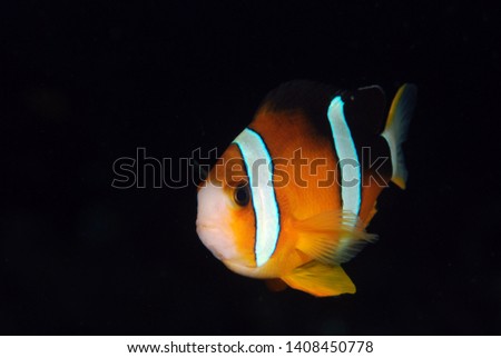 Nemo clown fish. Underwater world. Tulamben, Bali, Indonesia.