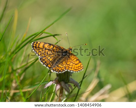 Glanville Fritillary (Melitaea cinxia ) butterfly. Hutchinson's Bank, Surrey