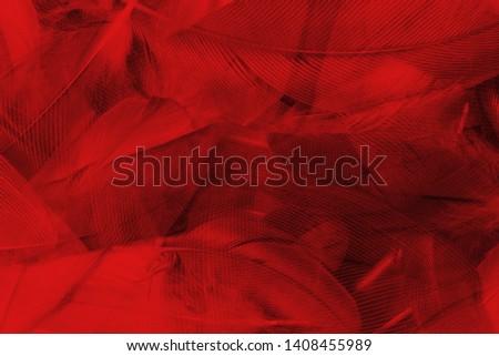 Beautiful red maroon feather pattern  texture background