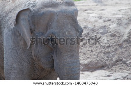 Close up of adult Indian elephant with sandy background