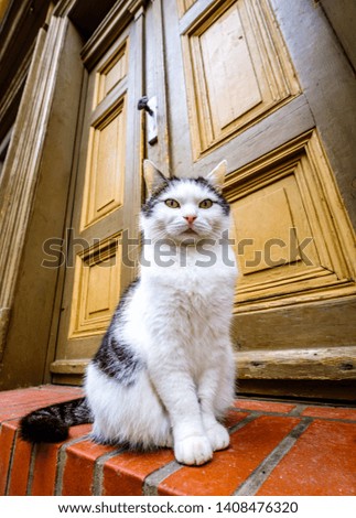 beautiful cat in front of a door