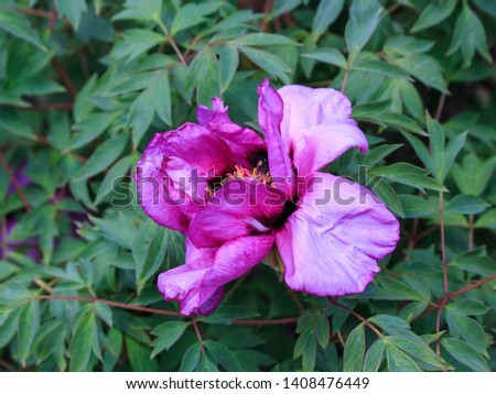 Photography of peonies flower closeup
