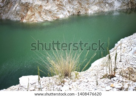 vegetation on the shores of the lake