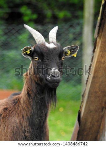 Portrait, head shot of a black-brown goat looking toward camera with outdoor farmhouse background in southern rural France