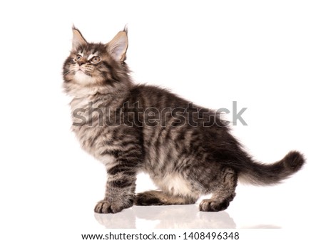 Maine Coon kitten 2 months old. Cat isolated on white background. Portrait of beautiful domestic kitty. Studio photo of black tabby little cat.