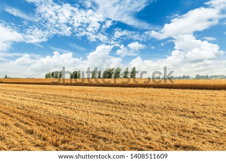 Yellow wheat field and blue sky