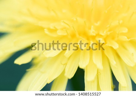 Macro photo of a beautiful yellow dandelion flower in summer