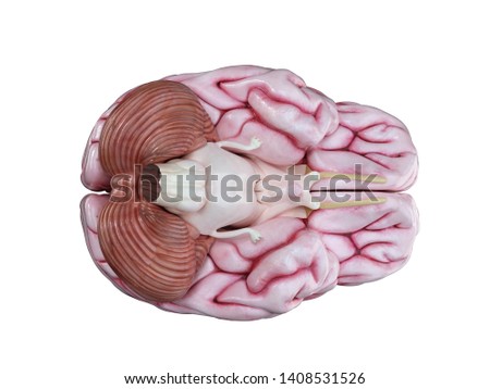 3d rendered medically accurate illustration of a human brain isolated on white