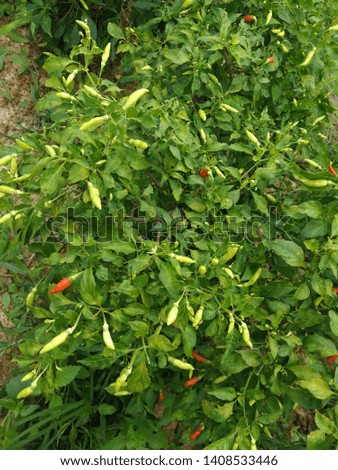 Chili in my garden that occurs during the rainy season.