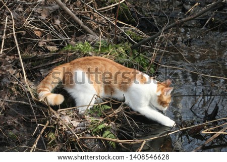Young red striped cat playing near a forest stream