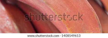 panoramic shot of ripe exotic tasty red banana textured peel