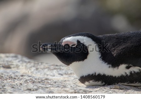Boulders beach, African penguin sunbathing and relaxing 