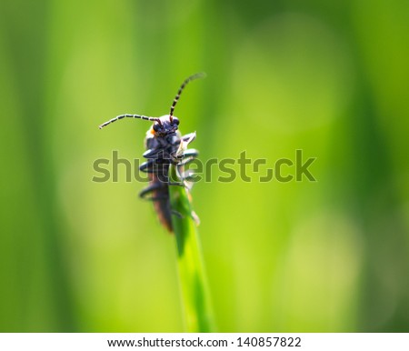 cantharis fusca