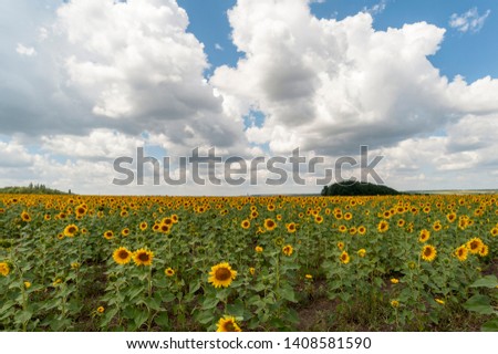 Horizontal photography - the landscape of the middle band - a field of sunflowers in the flowering phase, with grassy hills on the middle background. On the horizon line - coal mine.Low-hanging clouds