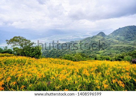 Beautiful orange daylily flower farm on Sixty Rock Mountain (Liushidan mountain) with blue sky and cloud, Fuli, Hualien, Taiwan, close up, copy space