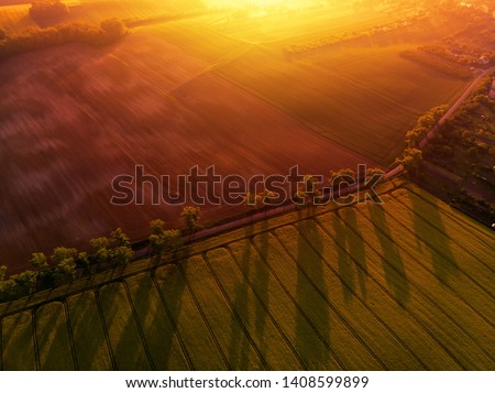 Aerial view of yellow canola field and distant country road, tree line with long shadows at sunrise