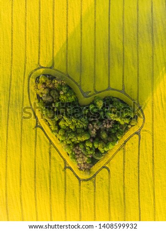 Heart of a nature, aerial view of heart shaped forest among yellow colza field at sunrise, top down image