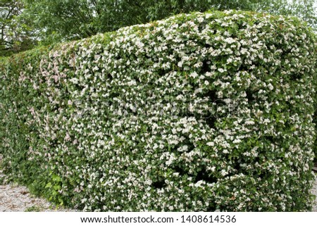 A hedge of Crataegus monogyna in full flower Royalty-Free Stock Photo #1408614536