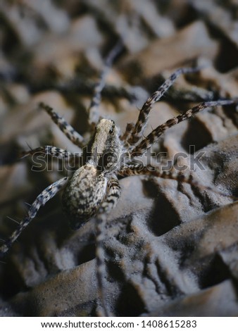A small tiny spider on a dark background. Selective focus, copy space
