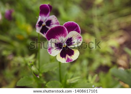 Two beautiful pansies in the grass