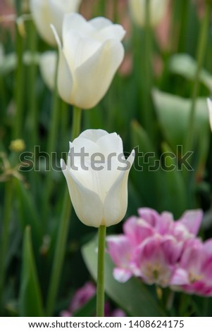 This is a picture taken at the Taean Tulip Festival in Korea.