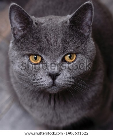 sad grey British cat on grey background watching close-up