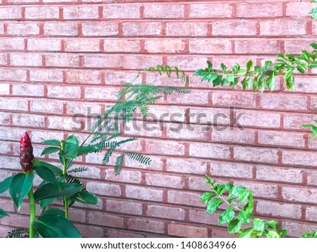 Red bricks are the best raw material for construction. The red bricks background. Trees and flower on the wall is so beautiful.