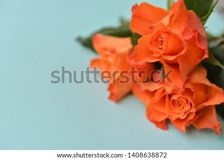 fresh flowers orange roses bouquet with golden curly ribbon corner floral arrangement frame