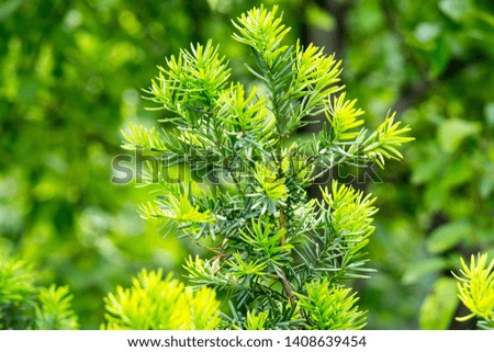 berry yew green color on blurred background