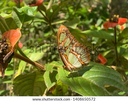 Rare butterfly in the panamenian forest