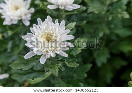 Close-up White chrysanthemum Flower background