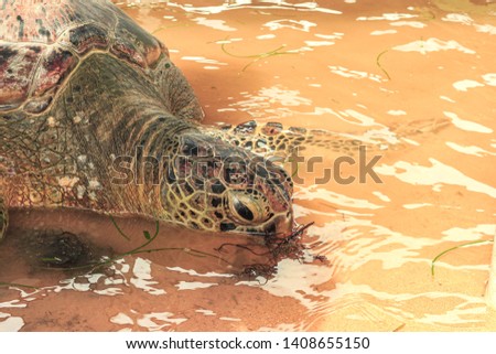 Sea Turtle in Tanjung Benoa conservation for sea turtle