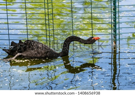 In the pond is a large and beautiful black Swan with a red beak and a long neck.  Warm fresh pond, house for water animals and birds. Very beautiful green trees, deciduous, different shades of green.