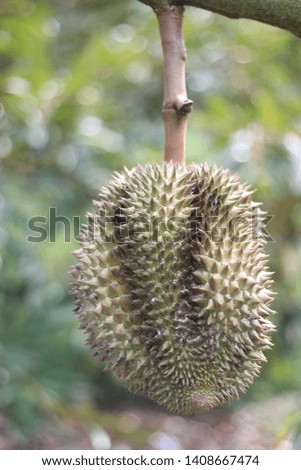 Durian is planted in the garden with agriculture.