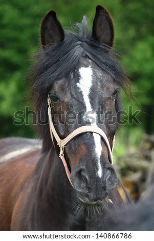 head of black horse in a field
