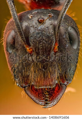 Ant face from high resolution And magnification extreme macro photography 
