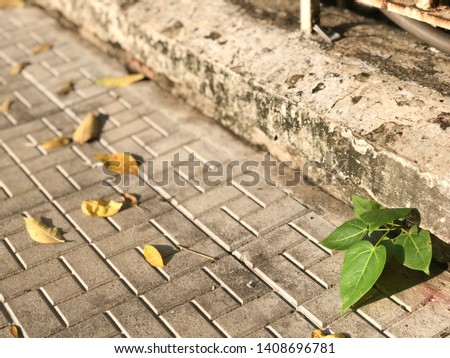 Background of pavement with the growth plant and dry leaves.